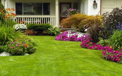 5 Reasons to Keep Your Lawn Healthy