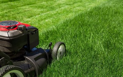 What Is Overseeding? How to Properly Seed a Lawn